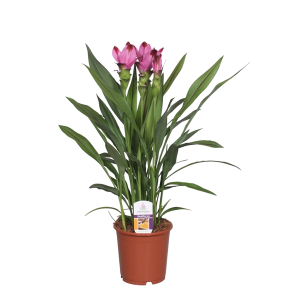 <h4>Curcuma Splash</h4>