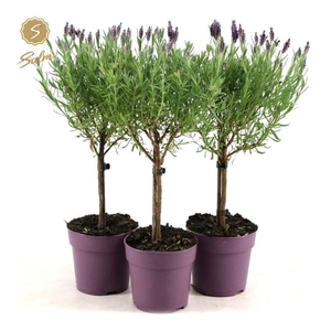 Lavandula st. 'Anouk'® Collection Stem P12