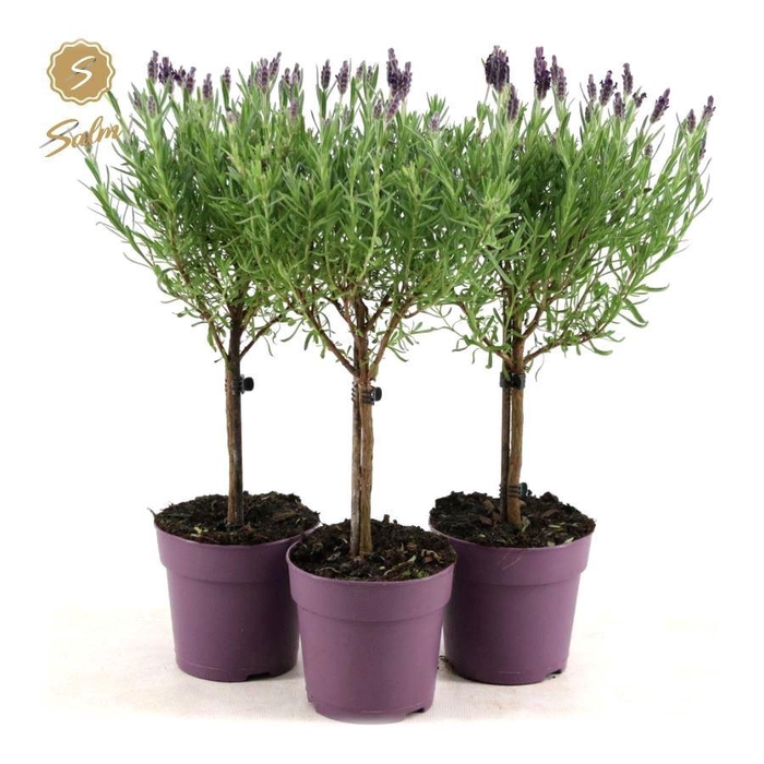 <h4>Lavandula st. 'Anouk'® Collection Stem P12</h4>
