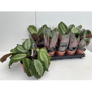 Maranta leuc. Exclusive Grey 12Ø 35cm