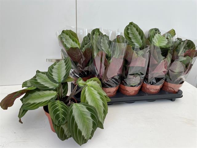 Maranta leuc. Exclusive Grey 12Ø 35cm