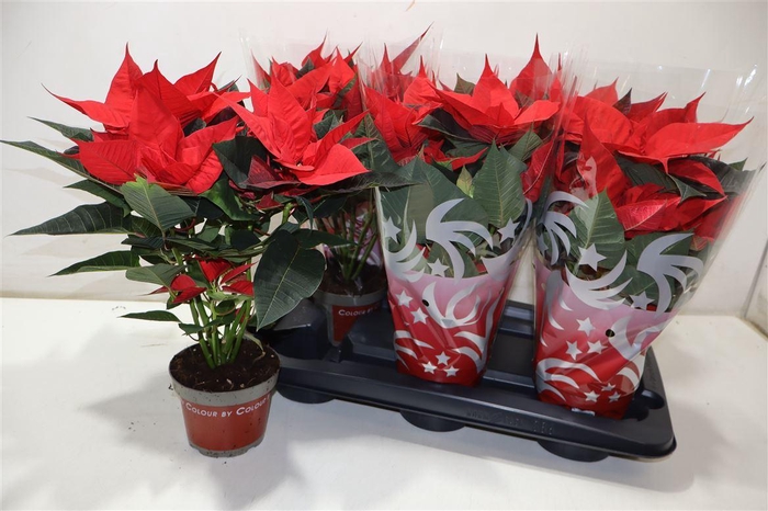 <h4>Euphor P Freya</h4>