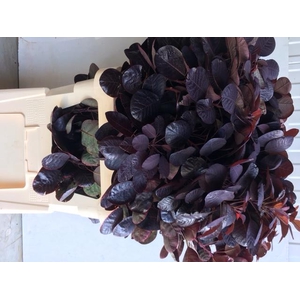 COTI C ROYAL PURPLE