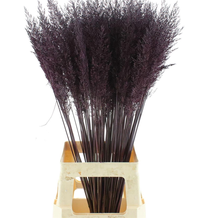 Calamagrostis Brachy Aubergine
