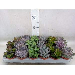 Succulents   ...