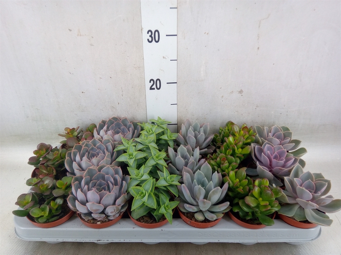 <h4>Succulents   ...</h4>
