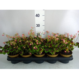 Oxalis deppei