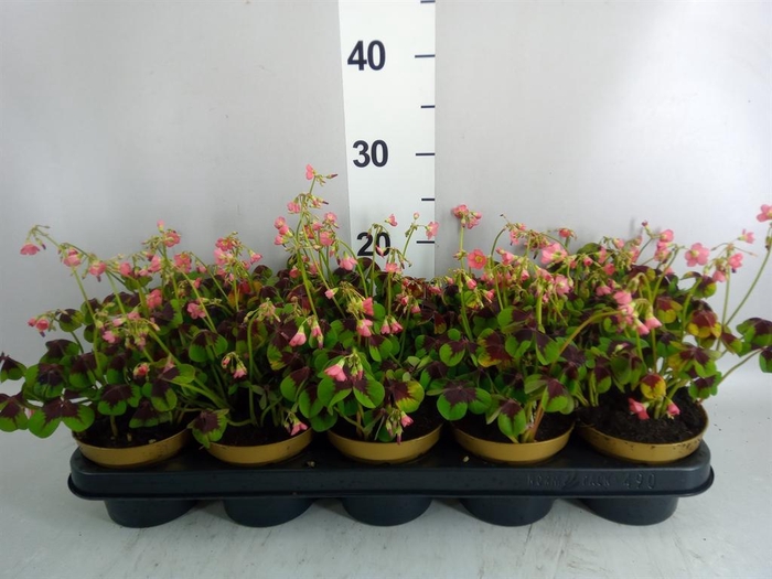 <h4>Oxalis deppei</h4>