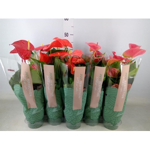 Anthurium   ...mix
