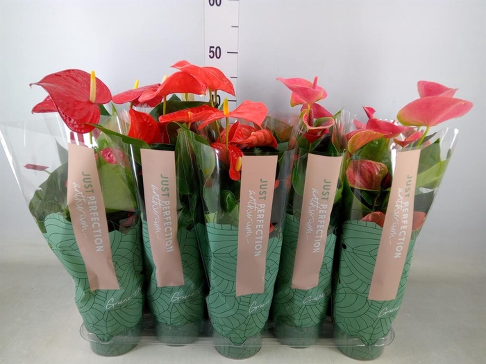 <h4>Anthurium   ...mix</h4>