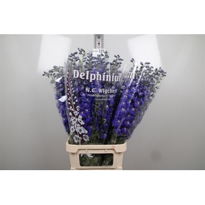 Delph Du Dewi Darkblue Smile