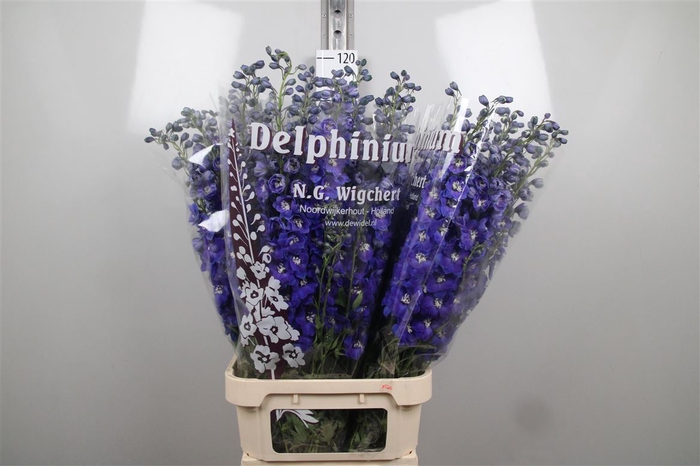 <h4>Delph Du Dewi Darkblue Smile</h4>