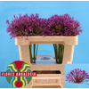 Allium Gladiator