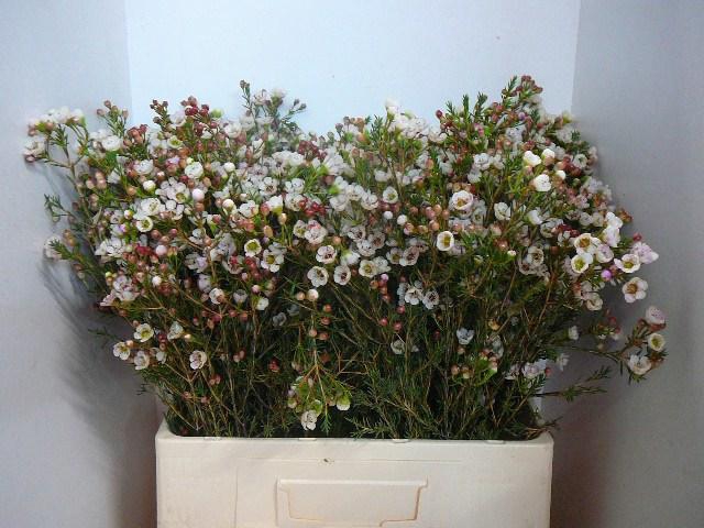 <h4>CHAME MOONL DELIGHT</h4>