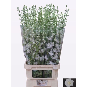 DELPH DU AURORA WHIT