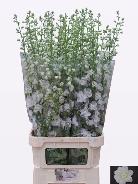 <h4>DELPH DU AURORA WHIT</h4>