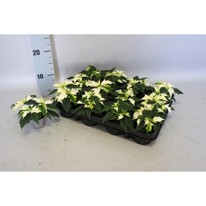 Poinsettia 6  cm Alaska White 2 / 4 kop