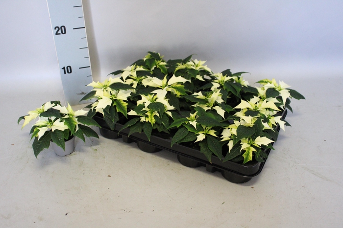 <h4>Poinsettia 6 cm Alaska White 2 / 4 kop</h4>