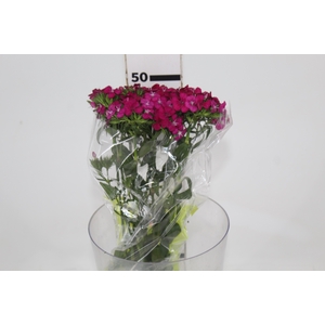 DIANTHUS AMAZON NEON CHERRY 050 CM