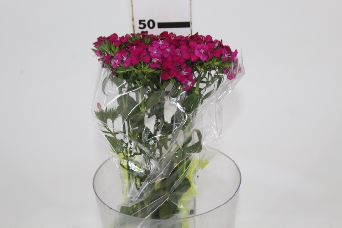 <h4>DIANTHUS AMAZON NEON CHERRY 050 CM</h4>