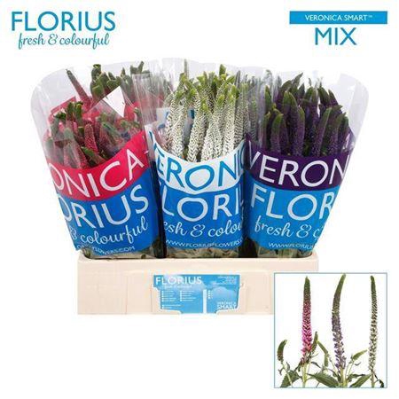 <h4>Veron Smart Gem 60cm X150</h4>