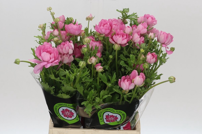 <h4>Ranunculus Moderna Dolce</h4>