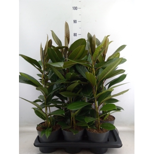 Ficus americana subsp. guianensis