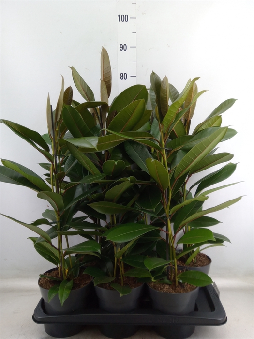 <h4>Ficus americana subsp. guianensis</h4>