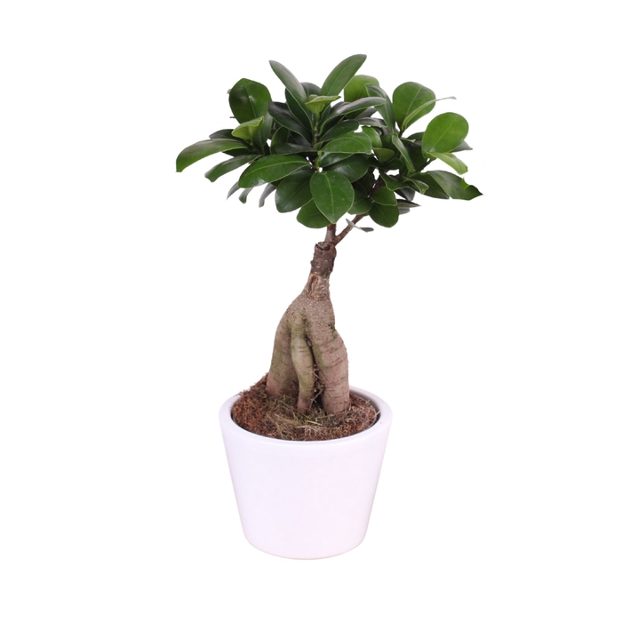 <h4>Ficus Mi Ginseng Keramiek Karla White</h4>