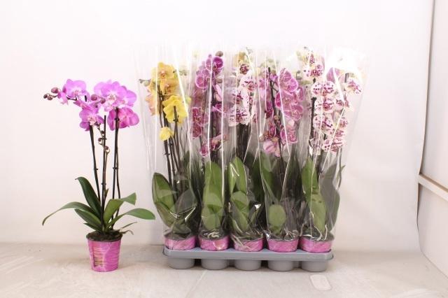 <h4>PHAL GEM 5 KL</h4>