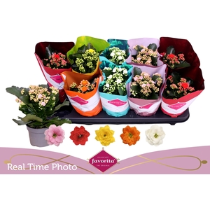 KAL GE PERF GEM 5 KL