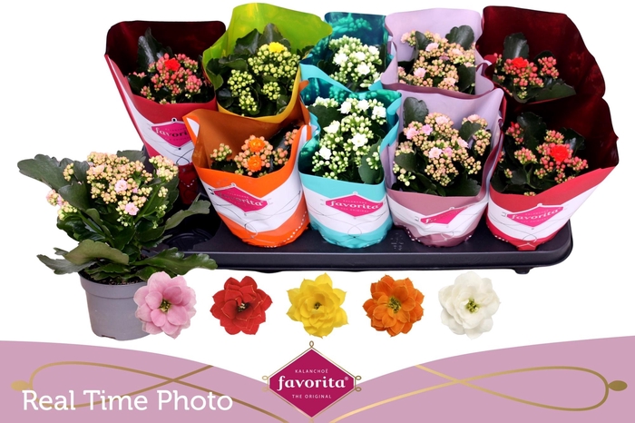 <h4>KAL GE PERF GEM 5 KL</h4>