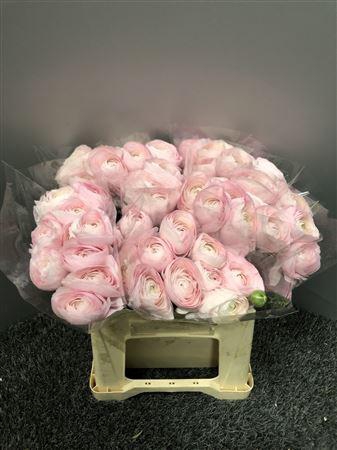 <h4>Ran Suc 1st Favola</h4>