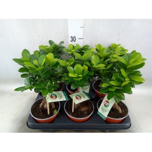 Ficus microcarpa 'Ginseng'