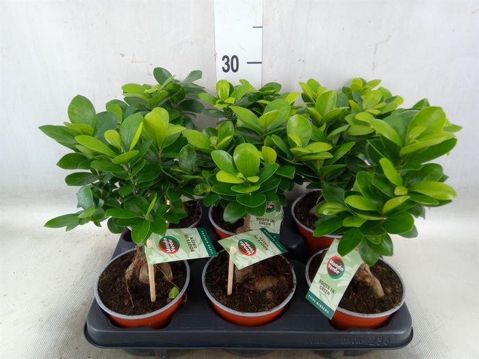 <h4>Ficus microcarpa 'Ginseng'</h4>