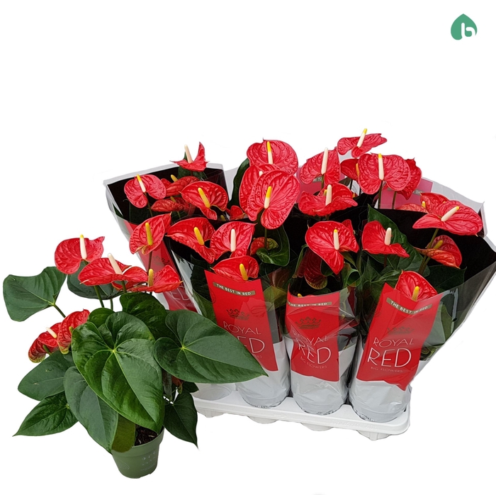 <h4>Anthurium Andr. Madural</h4>