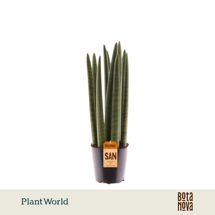 <h4>Sansevieria cylindrica 'Spaghetti'</h4>
