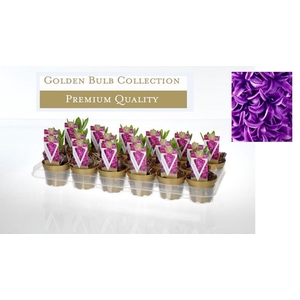 Hyacinthus orientalis 'Purple Sensation'