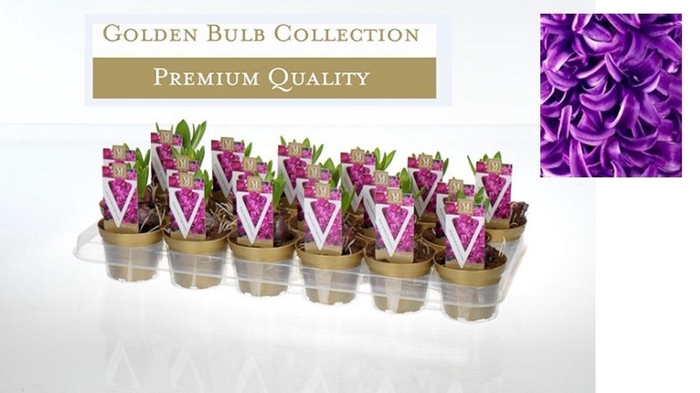 <h4>Hyacinthus orientalis 'Purple Sensation'</h4>