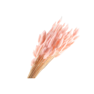 Lagurus Pink