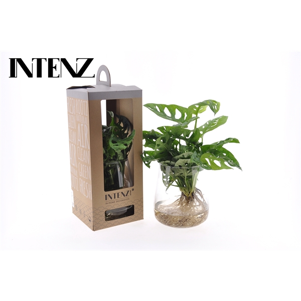 <h4>Monstera in Kingston + verpakking - levertijd 24u - levertijd: 2</h4>