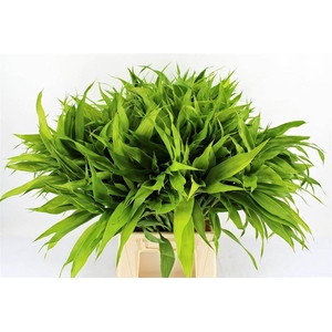 Drac Sand Lemon 62cm