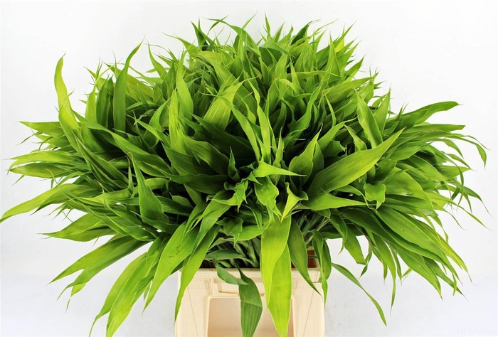 <h4>Drac Sand Lemon 62cm</h4>