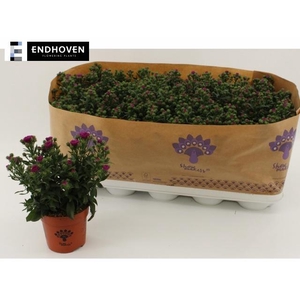 Aster Showm Magenta