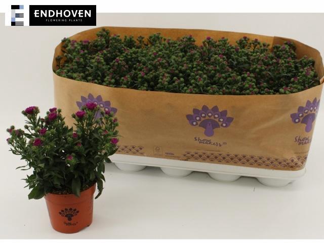 <h4>Aster Showm Magenta</h4>