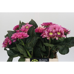 Dahlia Annamarie