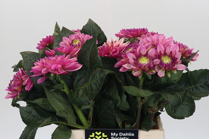 <h4>Dahlia Annamarie</h4>