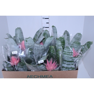 AECHMEA FASCIATA P17