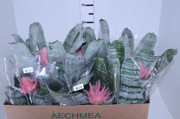 AECHMEA FASCIATA P17