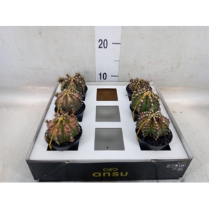 Gymnocalycium mihanov. 'Japan'  mix